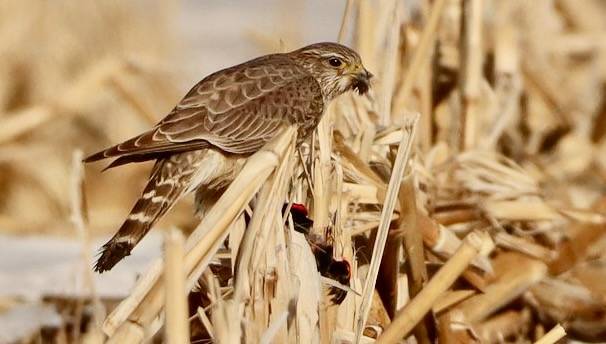 Merlin Eating a Male Red-winged Black Bird Huron Wetland Management District by Sandra Uecker/USFWS Mountain Prairie is marked with Public Domain Mark 1.0.